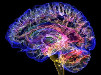 神马网五级片大脑植入物有助于严重头部损伤恢复